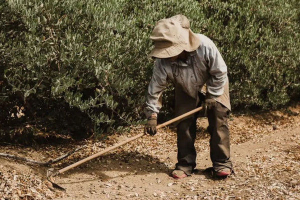 Jojobino ulje: Zlatno čudo