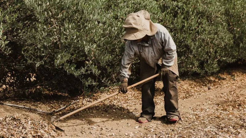 Jojobino ulje: Zlatno čudo