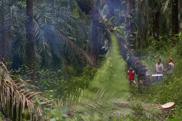 Permakultura na Sumatri: Regenerativno ulje pačulija