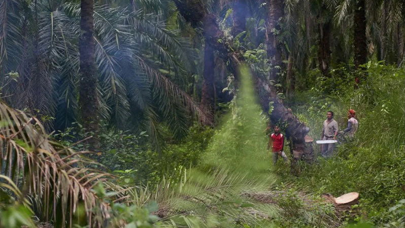 Permakultura na Sumatri: Regenerativno ulje pačulija