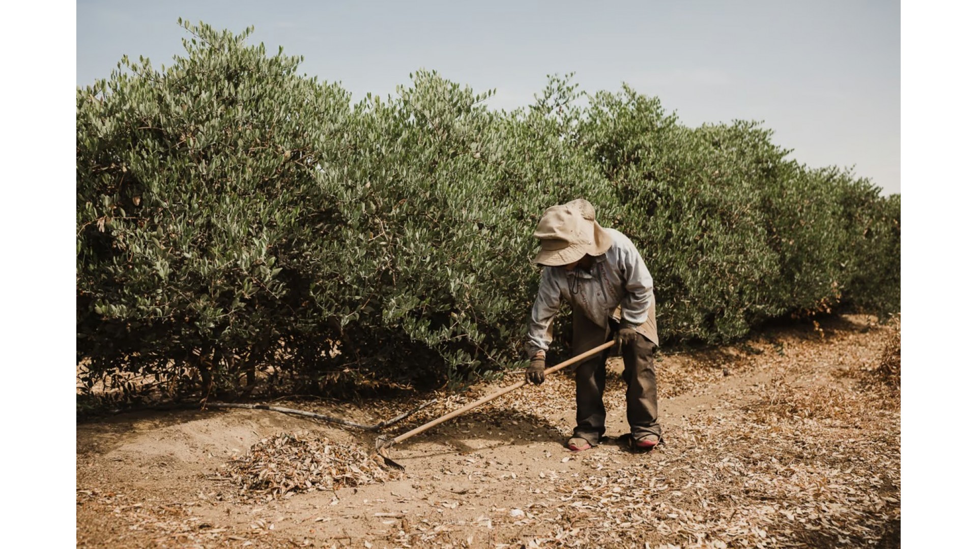 Jojoba Oil